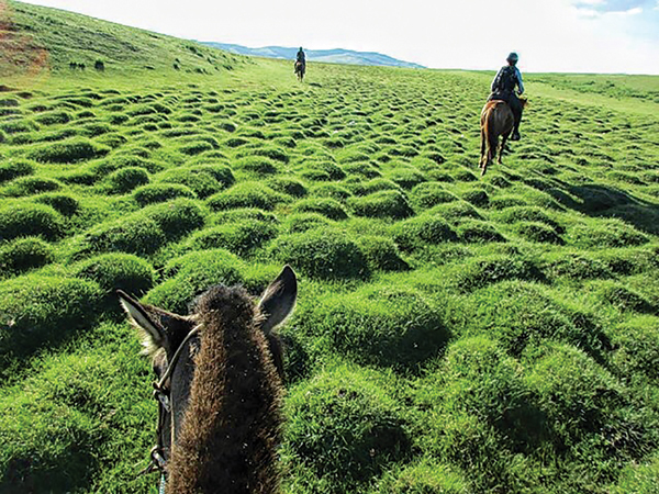 Between the Ears Mongolia